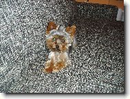 Jorkrsk terier, Yorkshire Terrier,