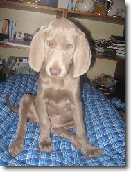 Weimaraner \(Dog standard\)