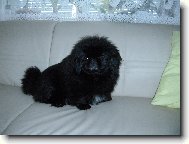 Pekingese, Pekinese, Peking Palasthound