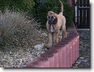 Afghan Hound