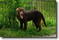 Flat coated retriever \(Dog standard\)