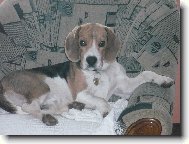 Beagle