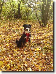 Appenzeller Sennenhund