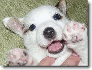 Jack Russell Terrier