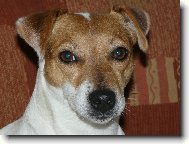 Jack Russell Terrier