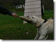 Labrador Retriever