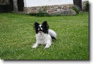 Continental Toy Spaniel / Epagneul nain Continental