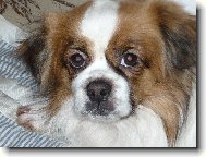 Tibetan spaniel \(Dog standard\)