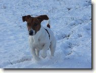 Jack Russell Terrier