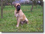 English Mastiff