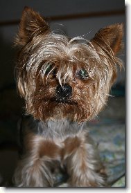 Jorkrsk terier, Yorkshire Terrier,