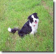 Border Collie