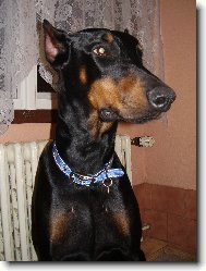 Dobermann \(Dog standard\)