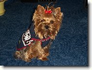 Jorkrsk terier, Yorkshire Terrier,