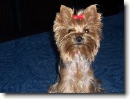 Jorkrsk terier, Yorkshire Terrier,