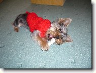 Jorkrsk terier, Yorkshire Terrier,