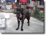 Cane Corso Italiano