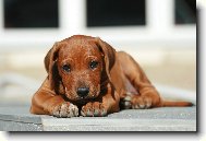 Rhodesian Ridgeback