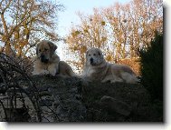 Tibetan Mastiff \(Dog standard\)