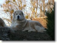 Tibetan Mastiff \(Dog standard\)