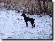 German Pinscher \(Dog standard\)