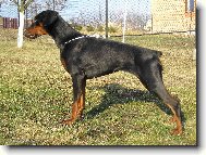 Dobermann \(Dog standard\)