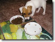 Jack Russell Terrier