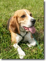 Beagle