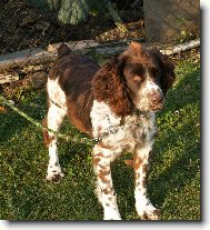 English Springer Spaniel