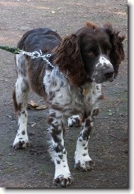 English Springer Spaniel