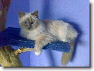 Sacred Birman