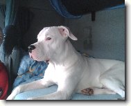 Dogo Argentino \(Dog standard\)