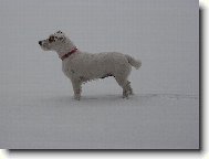 Jack Russell Terrier