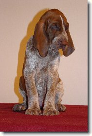 Bracco Italiano, Italian Pointing Dog