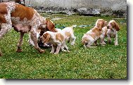 Bracco Italiano, Italian Pointing Dog