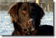 Flat coated retriever \(Dog standard\)