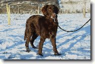 Flat coated retriever \(Dog standard\)