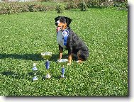 Appenzeller Sennenhund