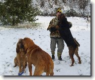 Chien de Saint-Hubert