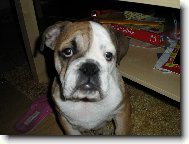 English Bulldog