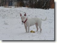 Bull Terrier