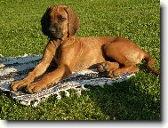 Rhodesian Ridgeback