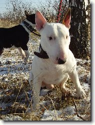 Bull Terrier