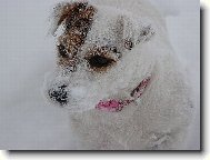 Jack Russell Terrier