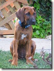 Rhodesian Ridgeback