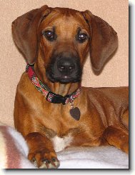 Rhodesian Ridgeback