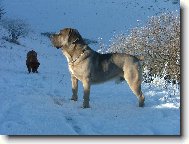 Cane Corso Italiano