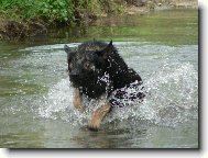 German Shepherd Dog