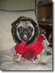 Pug