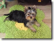 Jorkrsk terier, Yorkshire Terrier,